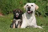 BORDER COLLIE ET LABRADOR 025